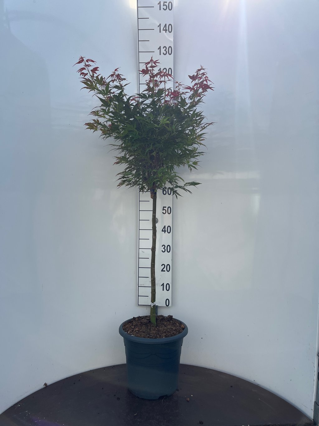 Acer pal. 'Aratama' - 60 CM Stem C15